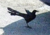 Birds!